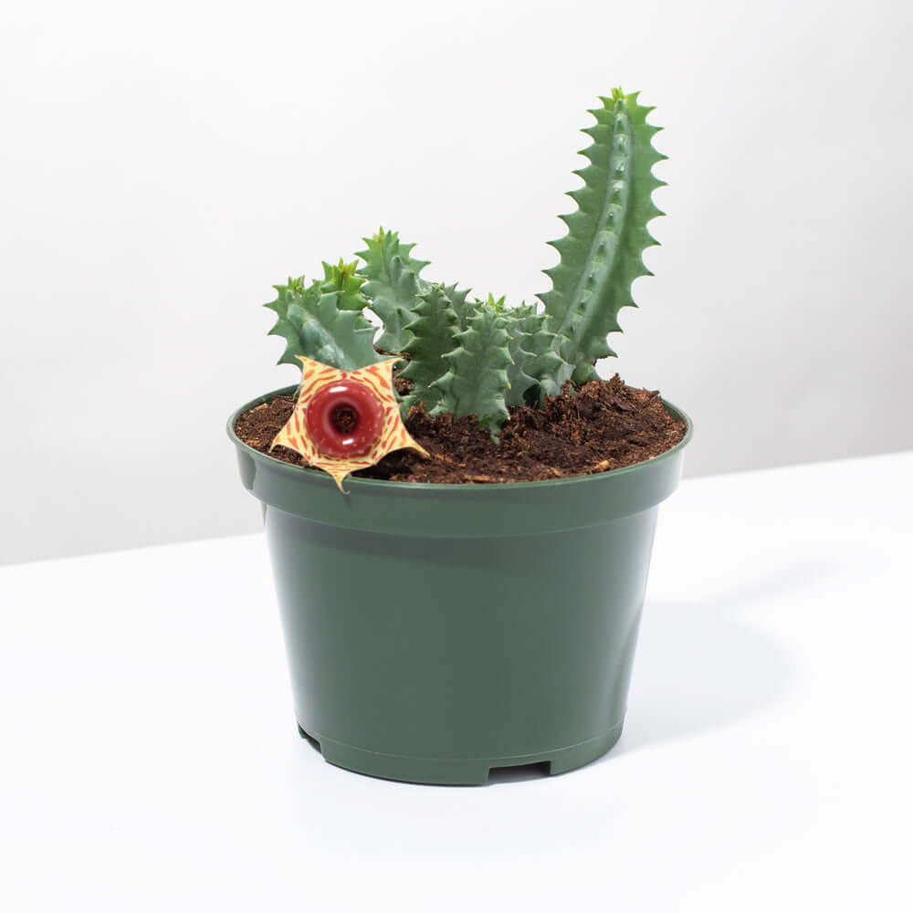 Lifesaver Plant Starfish Cactus Huernia Zebrina Succulent Verdant Lyfe