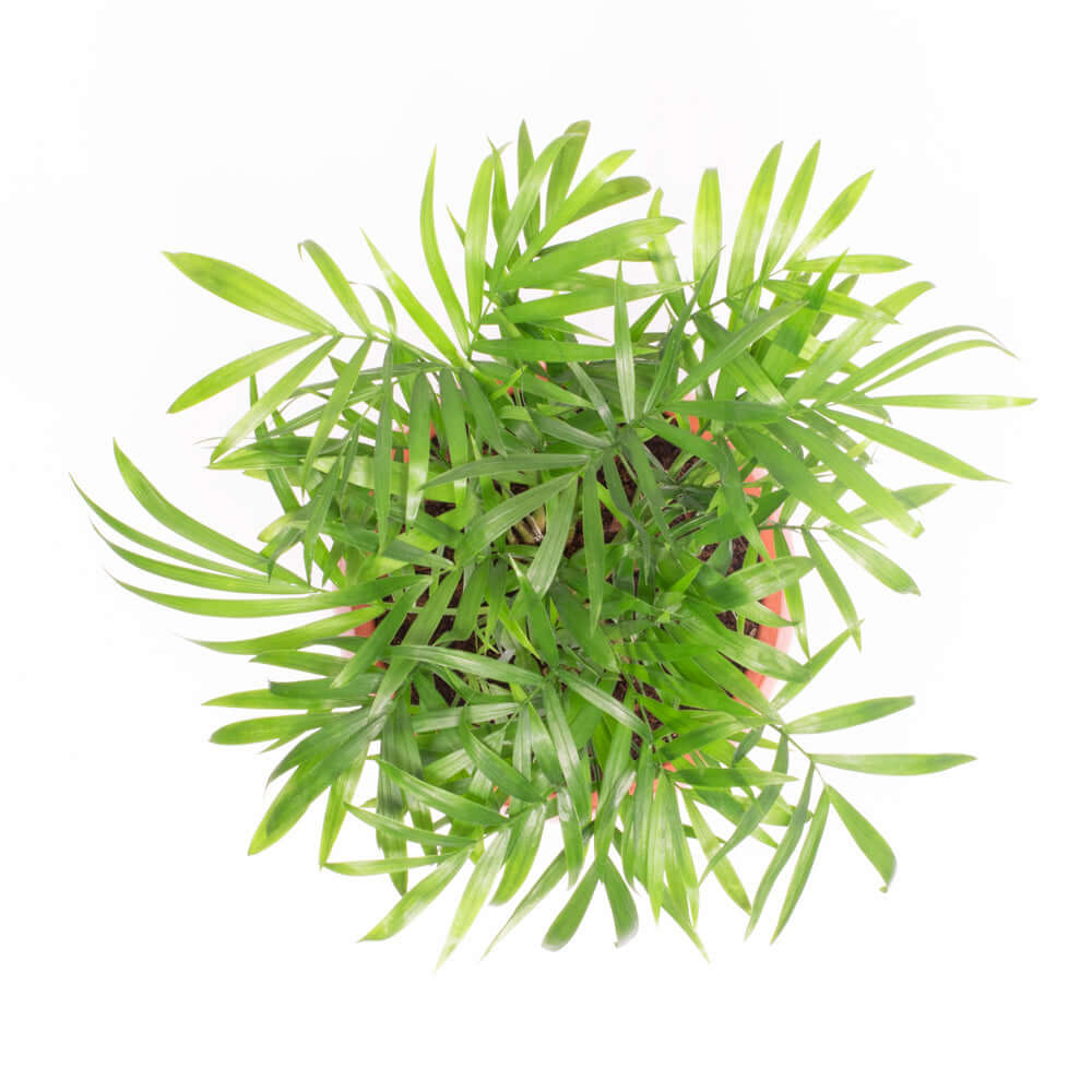 Chamaedorea Elegans neanthe bella Parlor Palm Plant Verdant Lyfe