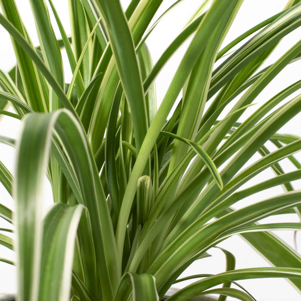 Spider Hardy Plant Chlorophytum Comosum Variegated Houseplant Verdant Lyfe