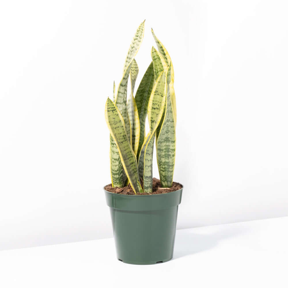 Variegated Yellow Edged Snake Plant Sansevieria trifasciata var. laurentii Verdant Lyfe