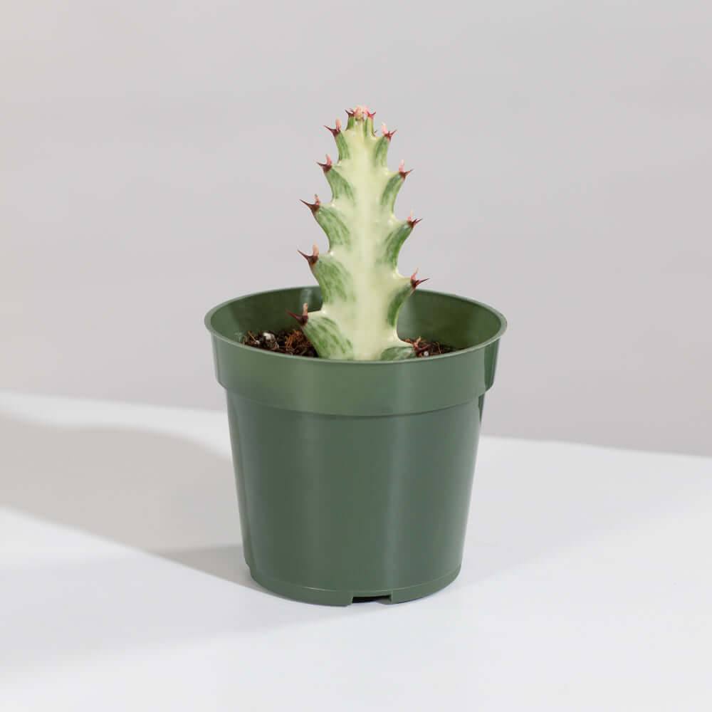 Euphorbia Lactea White Ghost Albo Succulent Plant Verdant Lyfe