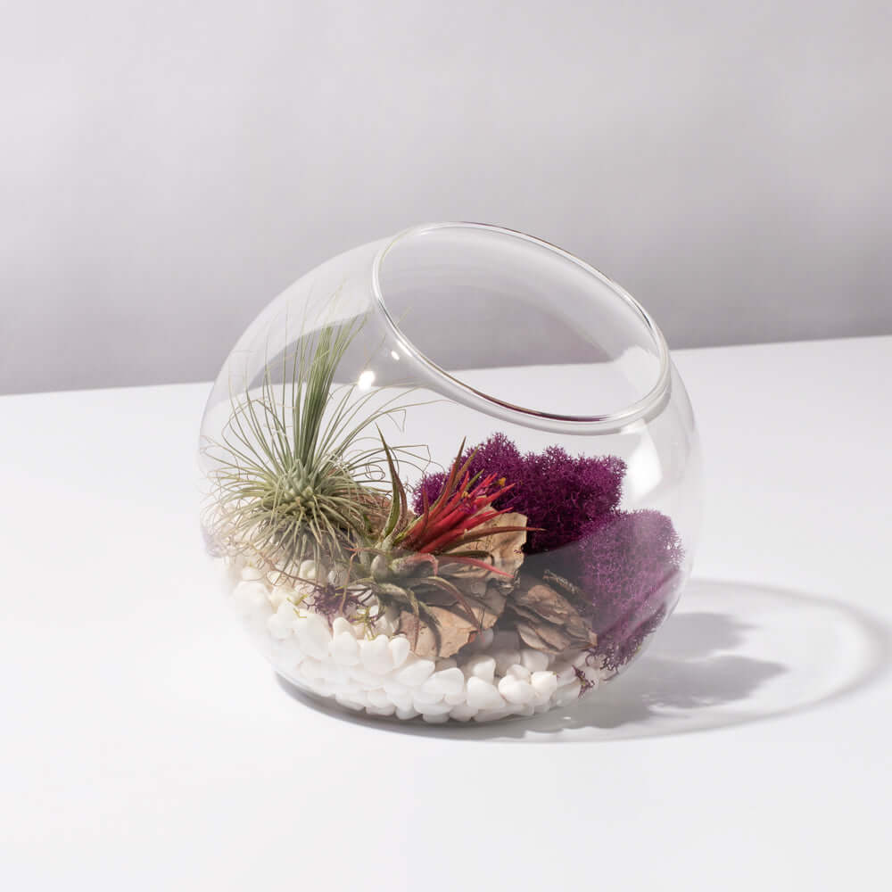 Large Bubble Terrarium with Airplant Kit Tillandsia Grower's Choice Verdant Lyfe