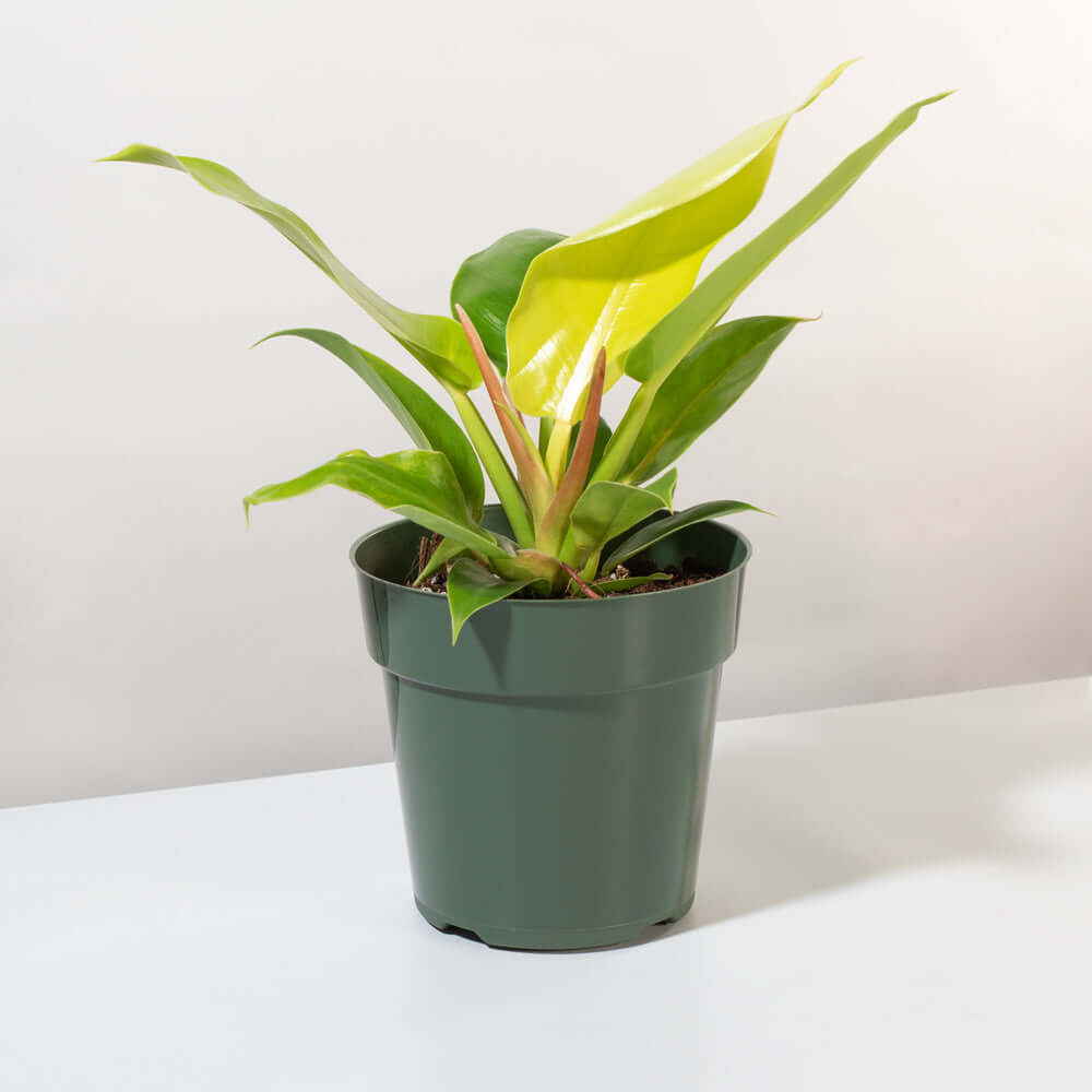 'Moonlight' Philodendron Houseplant Hybrid Lime Green Verdant Lyfe