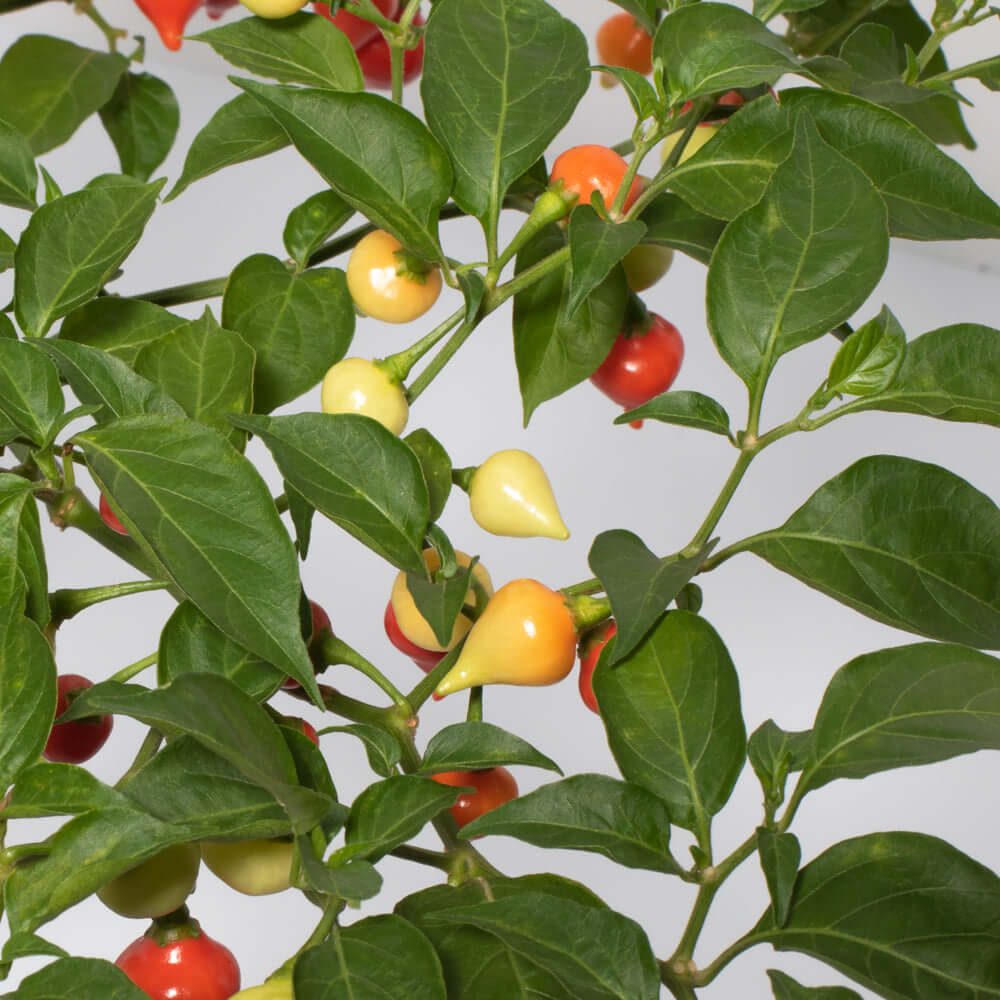 Sweety Drop Pepper Pimenta Biquinho Little Beak Pepper Plant Verdant Lyfe