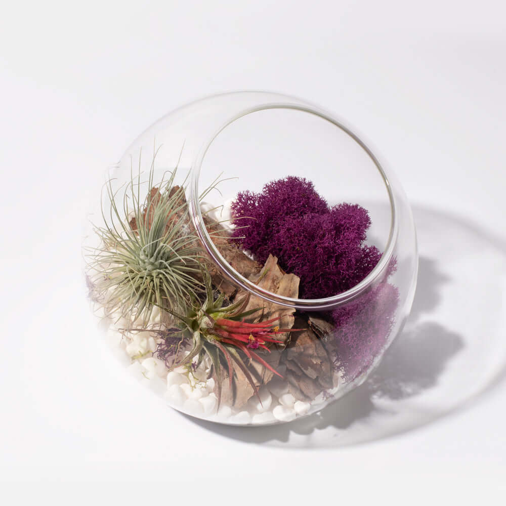 Large Bubble Terrarium with Airplant Kit Tillandsia Grower's Choice Verdant Lyfe