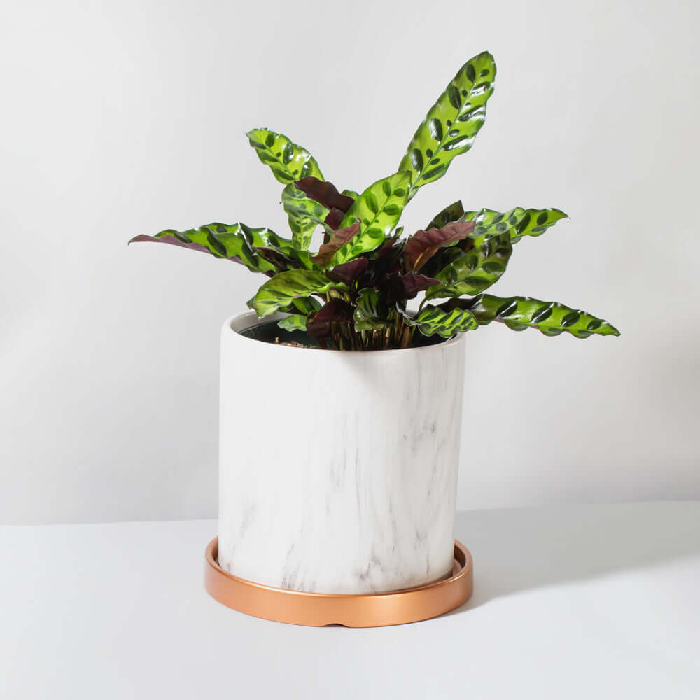 Calathea Rattlesnake Lancifolia Prayer Plant Verdant Lyfe