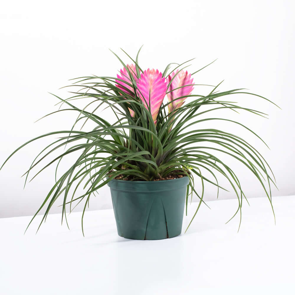 Pink Quill Airplant Tillandsia cyanea Verdant Lyfe