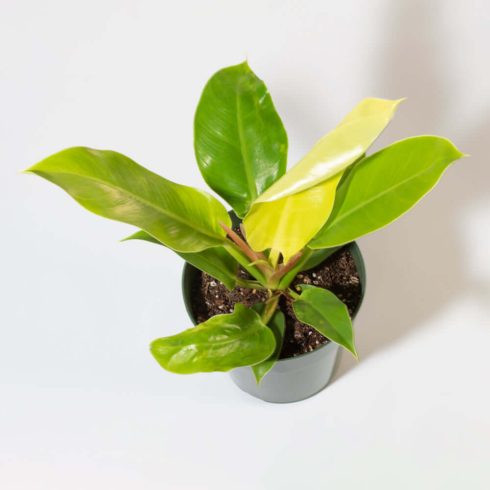 'Moonlight' Philodendron Houseplant Hybrid Lime Green Verdant Lyfe