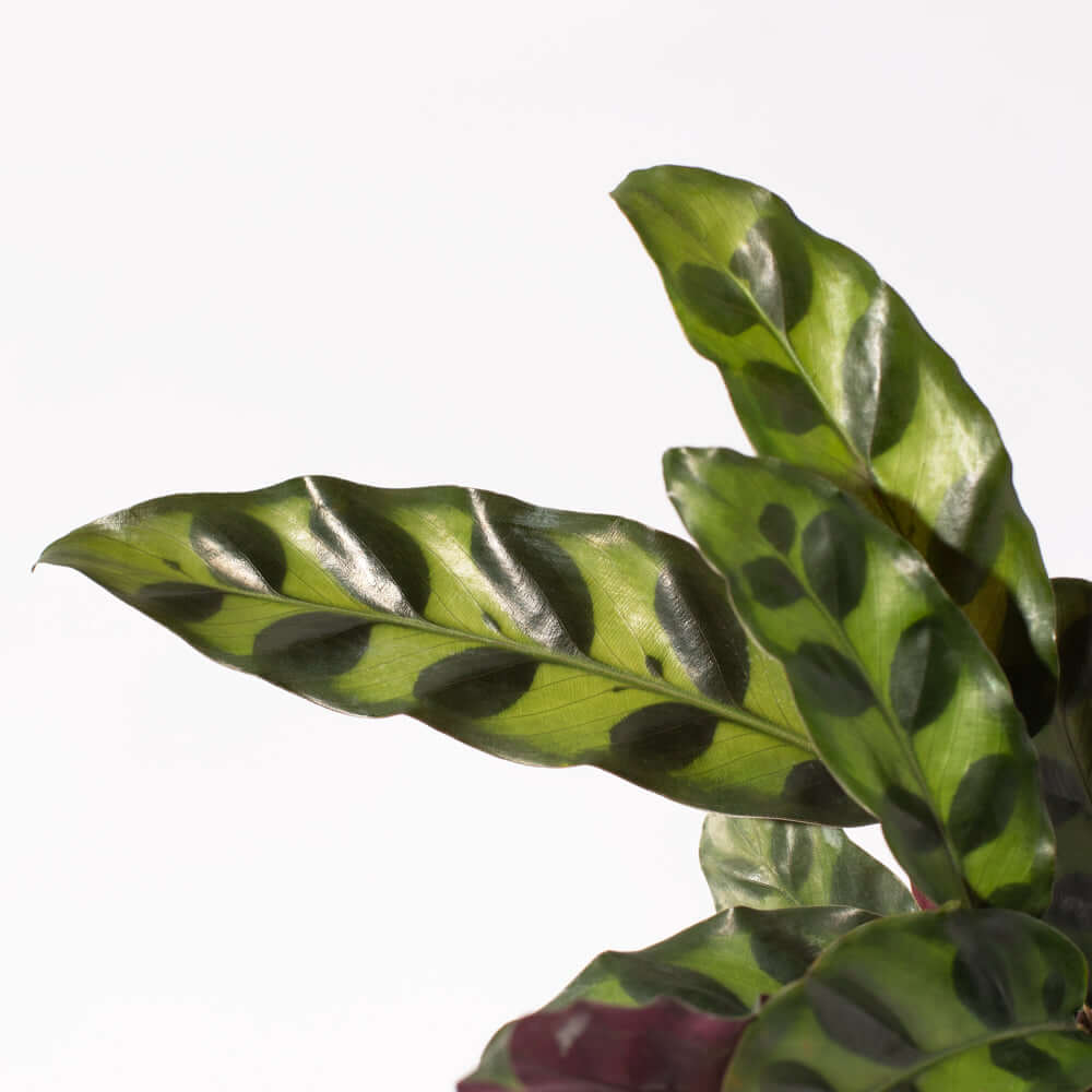 Calathea Rattlesnake Lancifolia Prayer Plant Verdant Lyfe