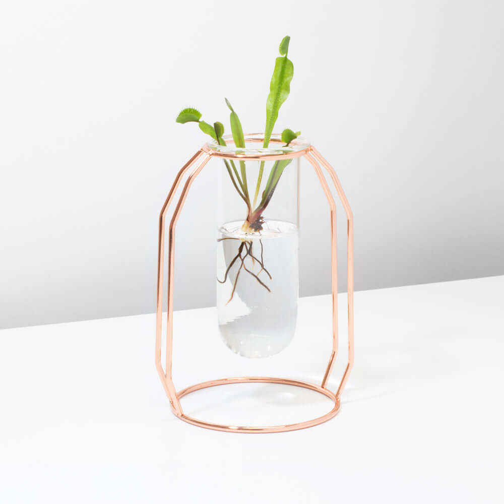 Lyfe Propagation Station - Single Tube Rose Gold Verdant Lyfe