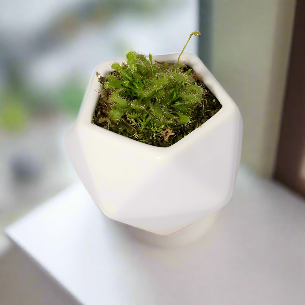 Pink Sundew Drosera capillaris Carnivorous Plant Verdant Lyfe