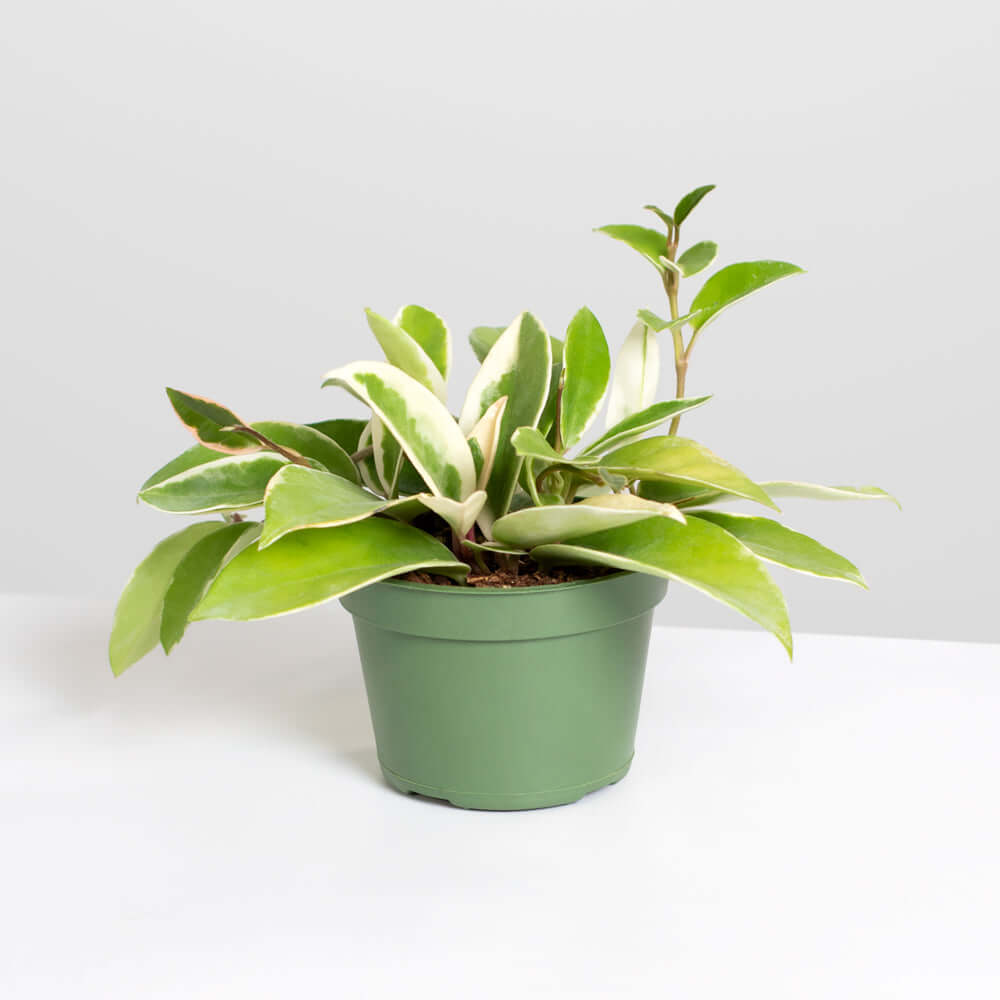 Hoya Krimson Queen Pink Plant