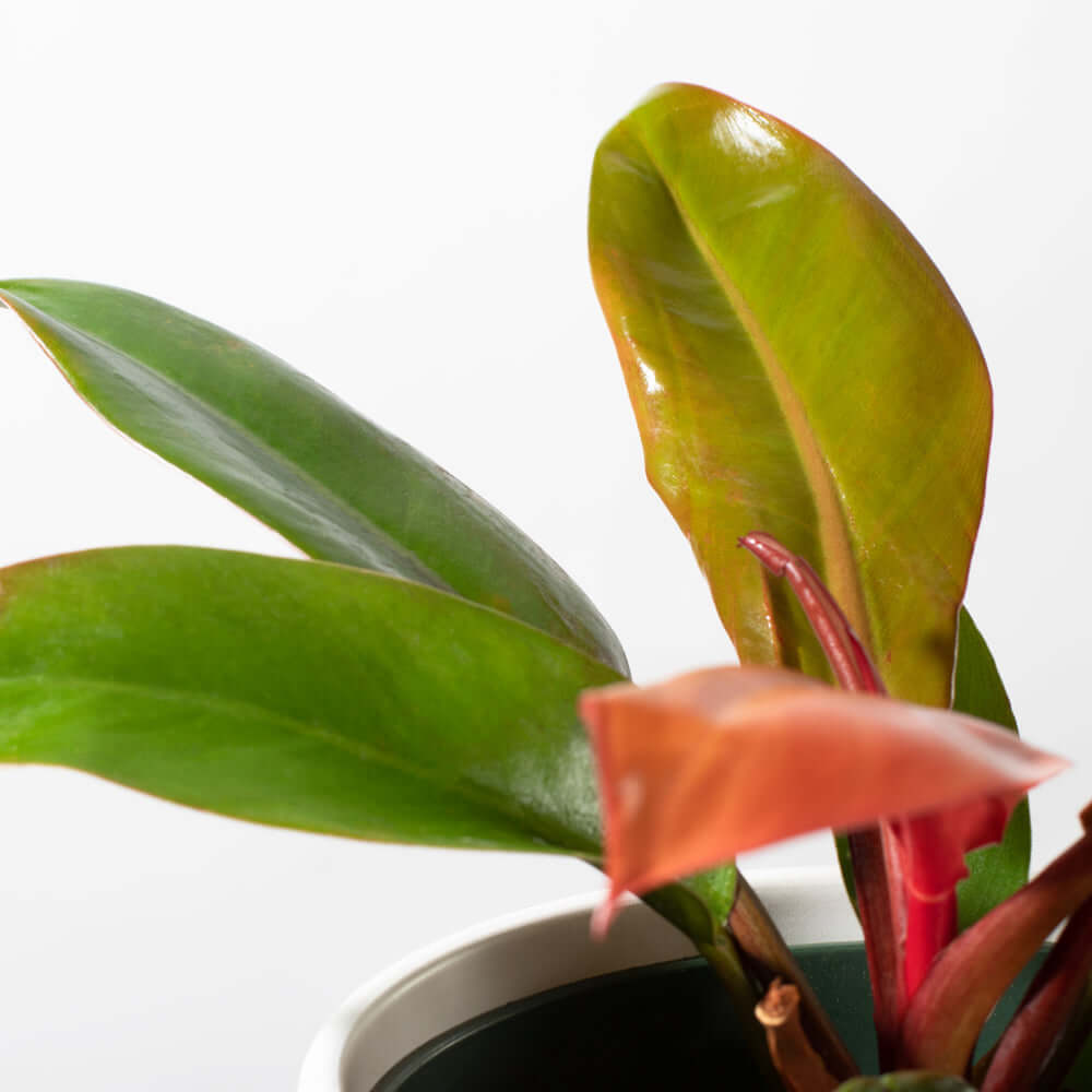 “Prince of Orange Plant” Philodendron Houseplant Verdant Lyfe