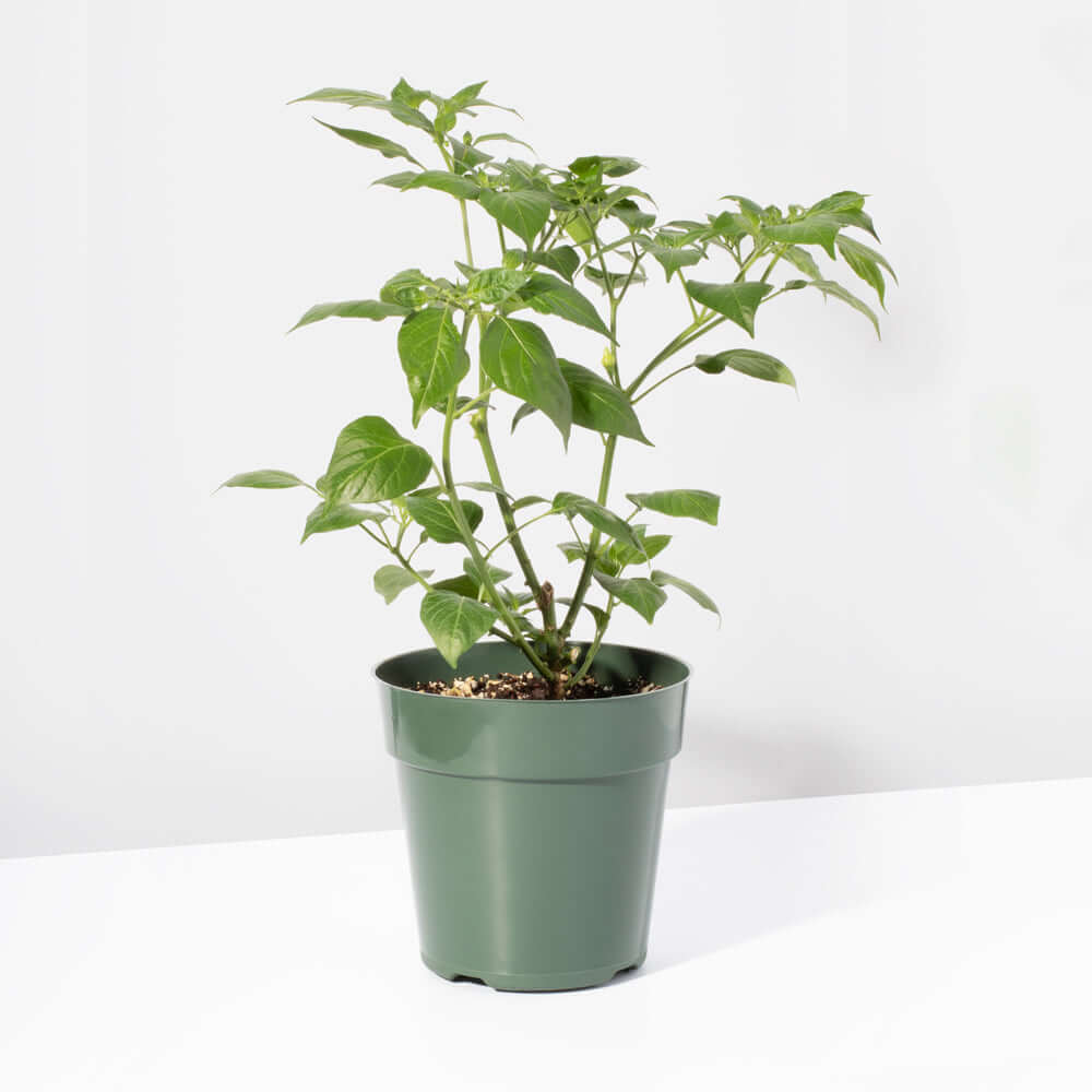 Sweety Drop Pepper Pimenta Biquinho Little Beak Pepper Plant Verdant Lyfe