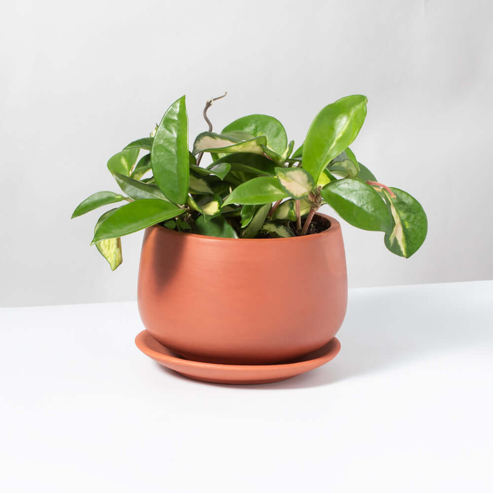 Hoya carnosa Krimson Princess Pink Plant Verdant Lyfe