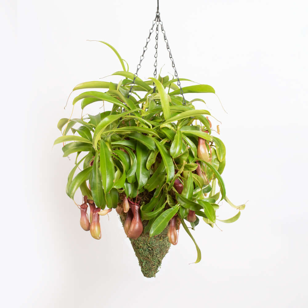 Fresh Green Moss Ball Hanging Cone Basket Triangle Planter Verdant Lyfe