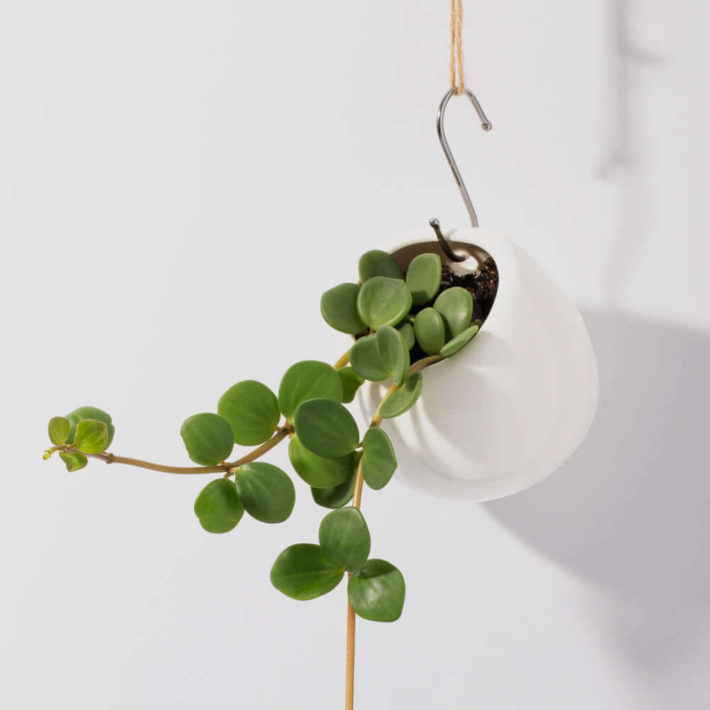 Peperomia Hope deppeana × quadrifolia 'Trailing Jade' Plant Verdant Lyfe