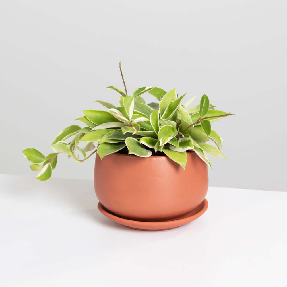 Hoya Krimson Queen Pink Plant