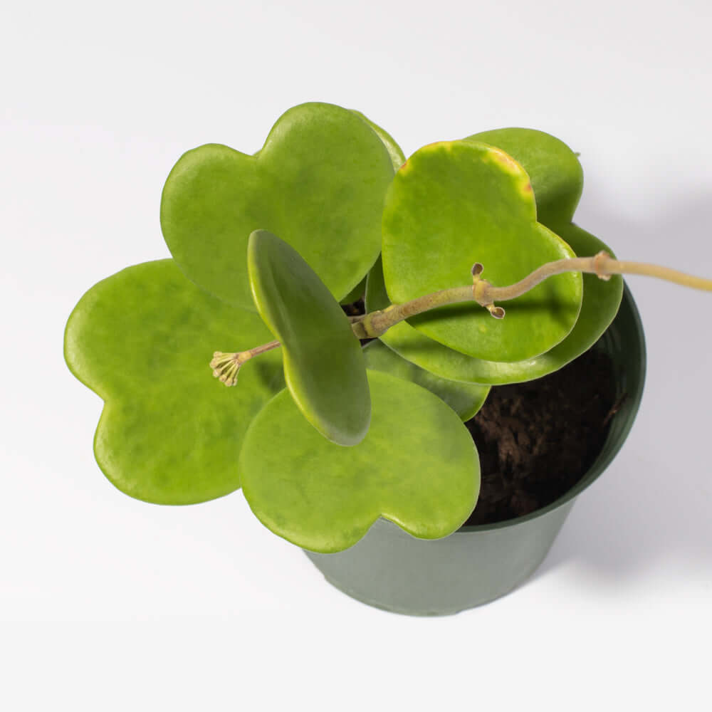 Hoya Kerri 'Hearts' Sweetheart Vine Valentine Plant Verdant Lyfe