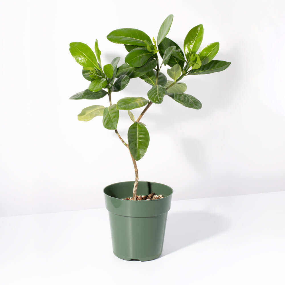 Gardenia taitensis 'Double' - Double Tahitian Fragrant Flowering Bush Plant Verdant Lyfe