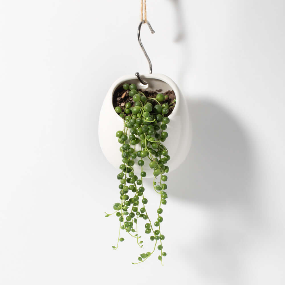 String of Pearls Senecio Rowleyanus Regular Trailing Plant Verdant Lyfe