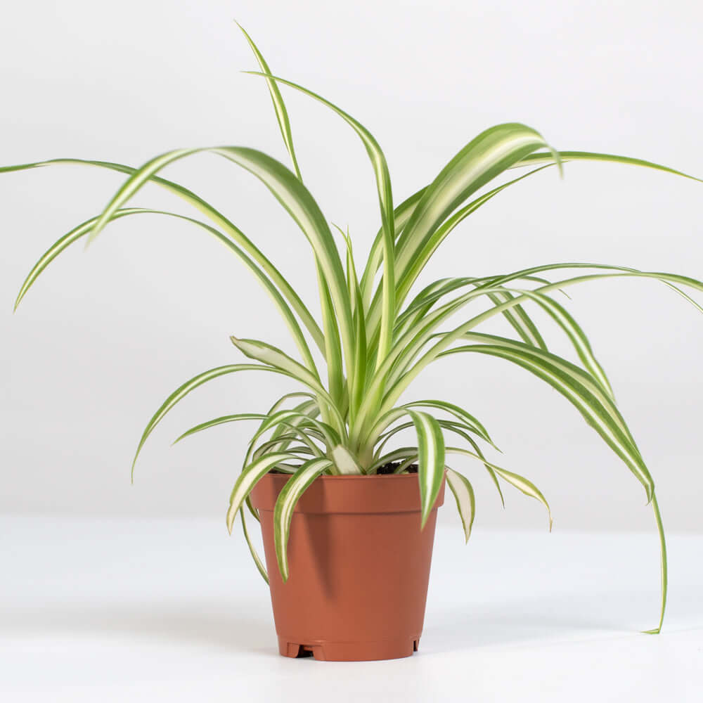 Spider Hardy Plant Chlorophytum Comosum Variegated Houseplant Verdant Lyfe