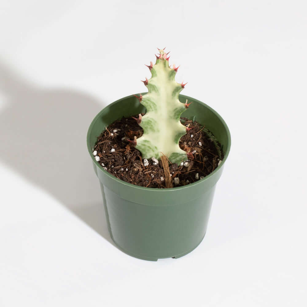 Euphorbia Lactea White Ghost Albo Succulent Plant Verdant Lyfe