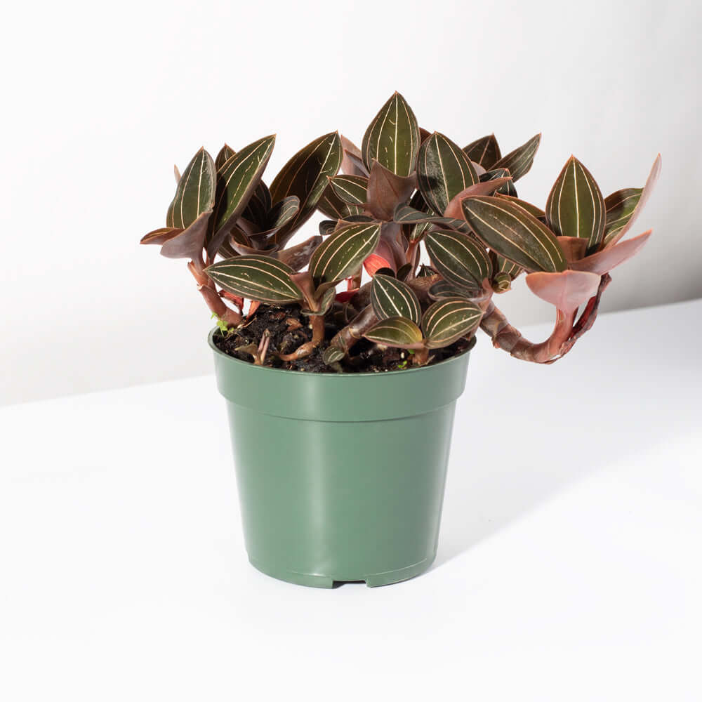 Jewel Orchid Ludisia Discolor