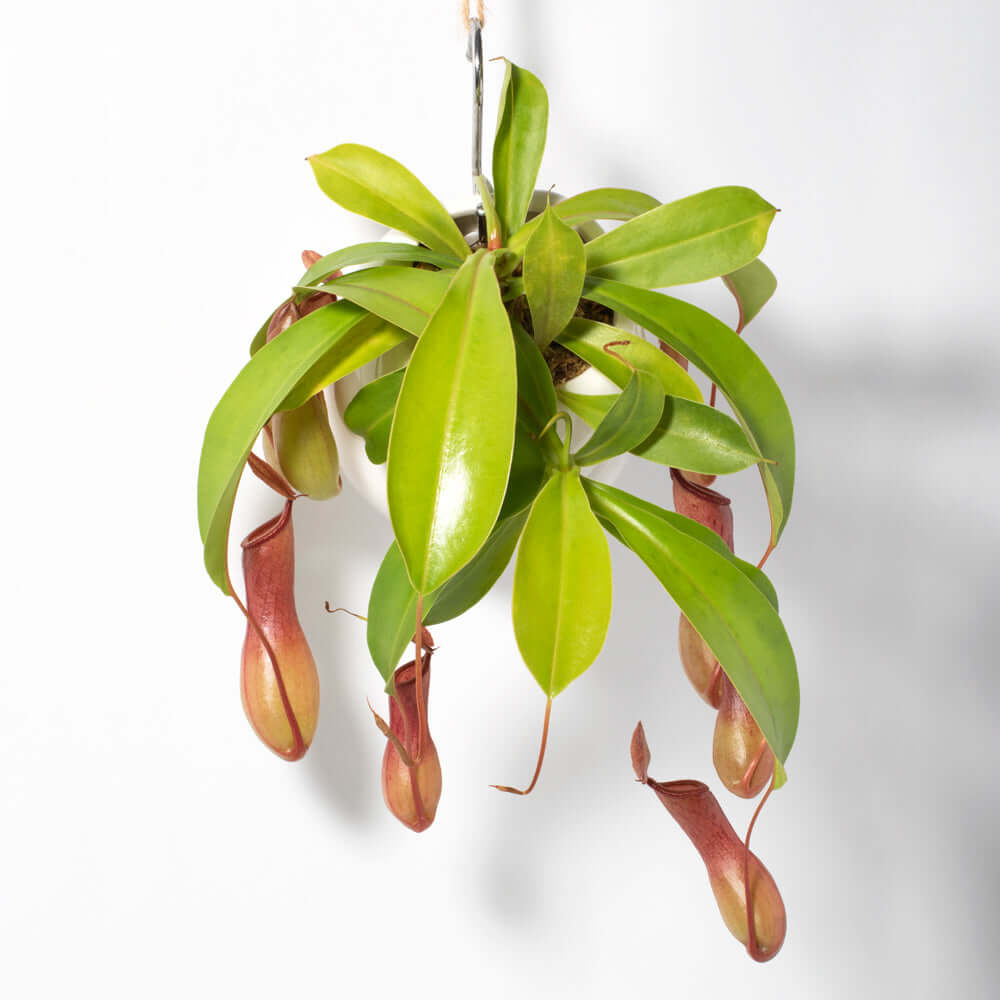 Tropical Pitcher Plant Nepenthes Alata Verdant Lyfe