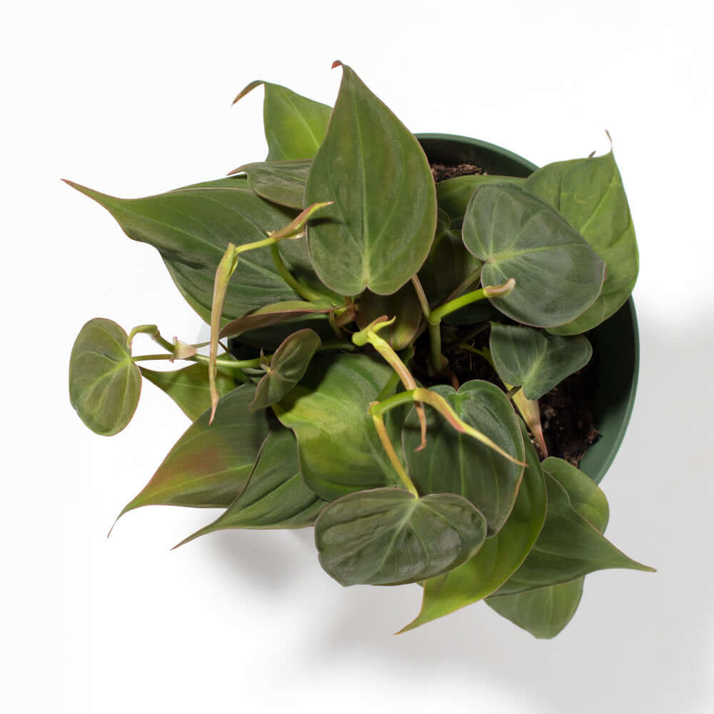 Velvet Leaf Philodendron Micans Vining Plant Verdant Lyfe