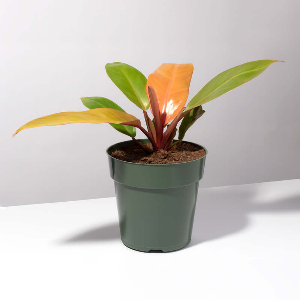 “Prince of Orange Plant” Philodendron Houseplant Verdant Lyfe