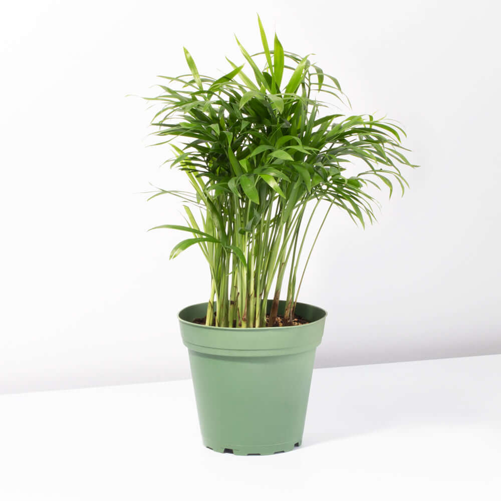 Chamaedorea Elegans neanthe bella Parlor Palm Plant Verdant Lyfe