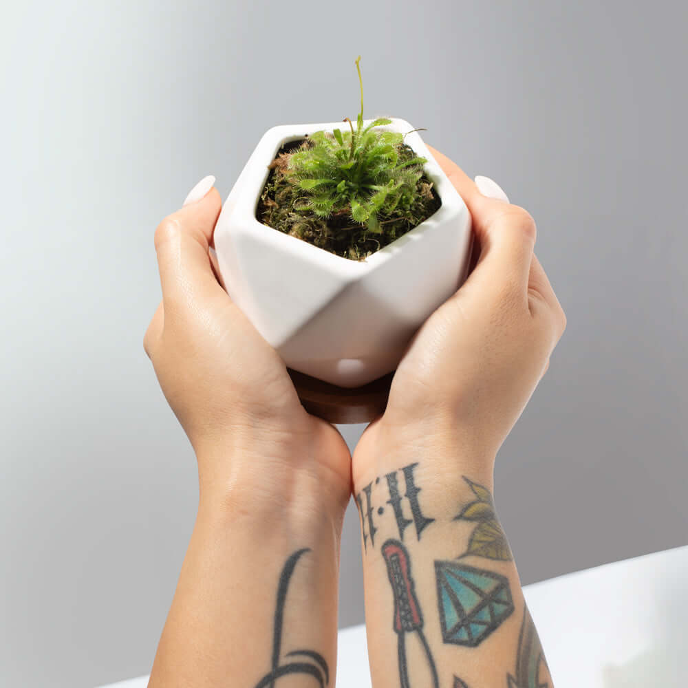 Pink Sundew Drosera capillaris Carnivorous Plant Verdant Lyfe