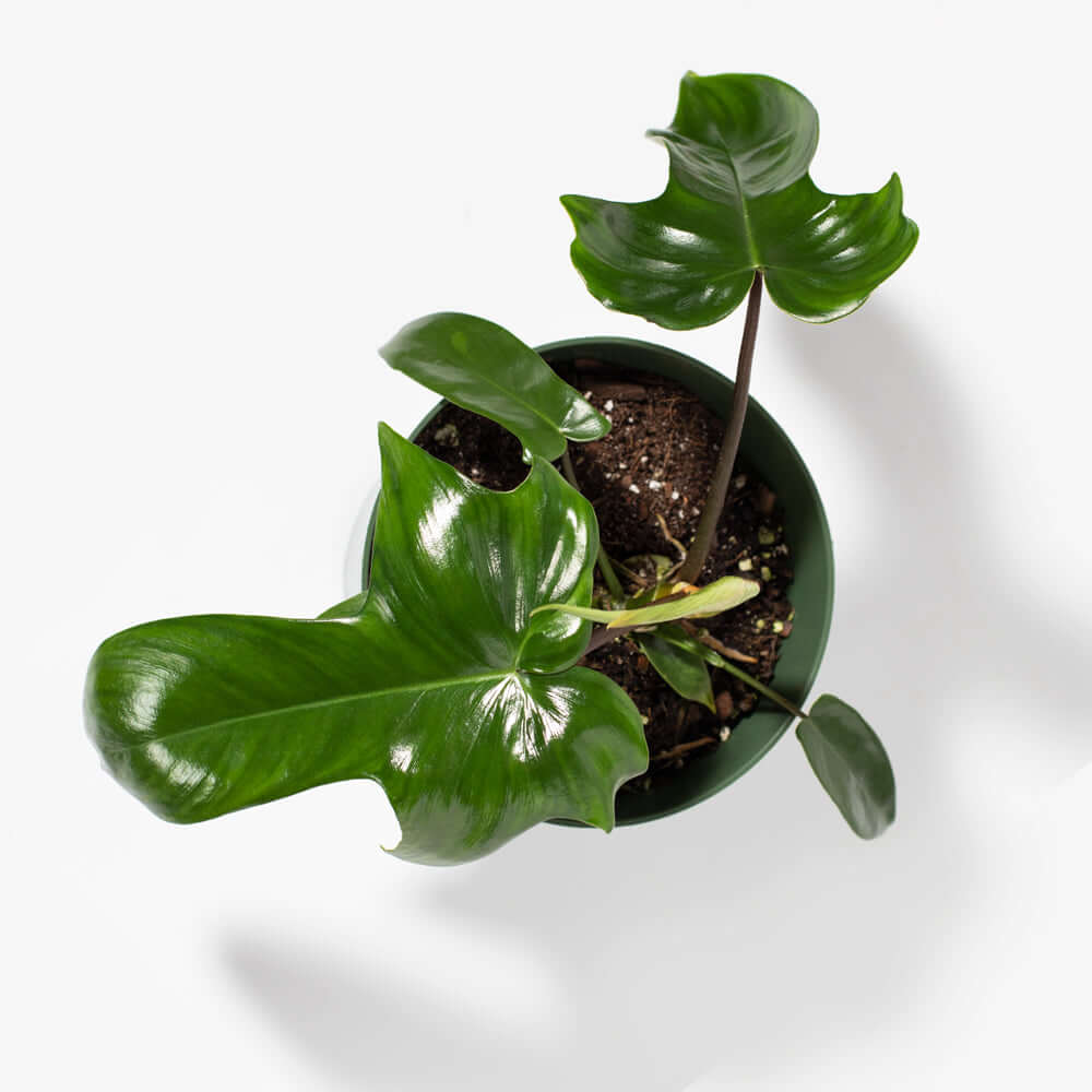 'Florida' Philodendron Houseplant Hybrid P. Squamiferum and P. Pedatum Verdant Lyfe from above