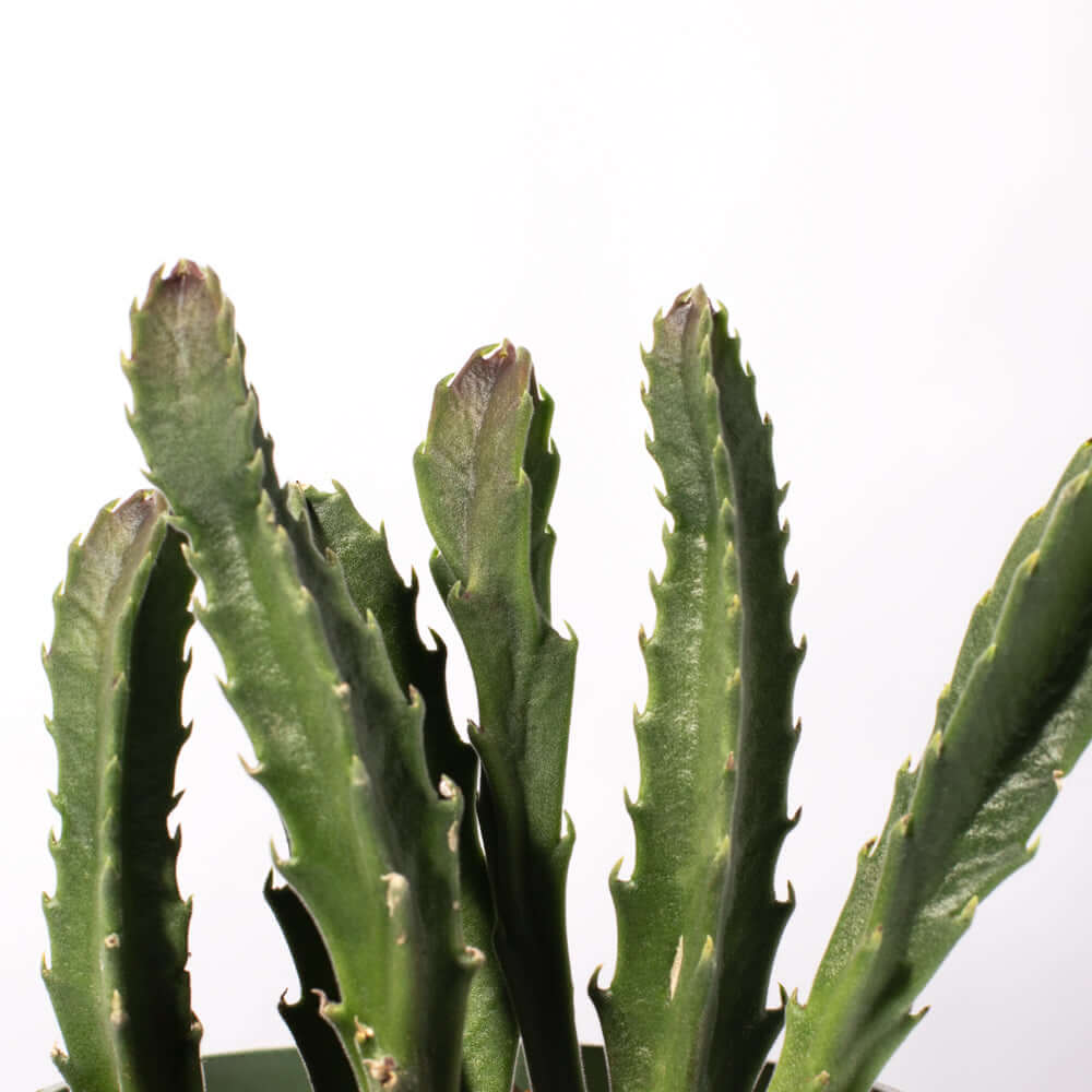 Stapelia Gigantea Zulu Giant Starfish Carrion Flower Succulent Verdant Lyfe