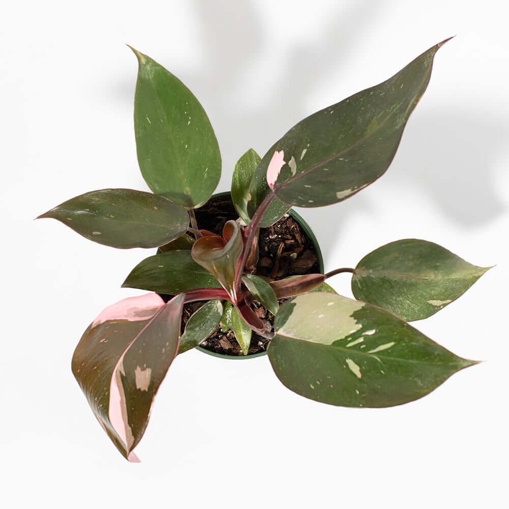 Philodendron erubescens 'Pink Princess' Gorgeous Variegated Houseplant Verdant Lyfe