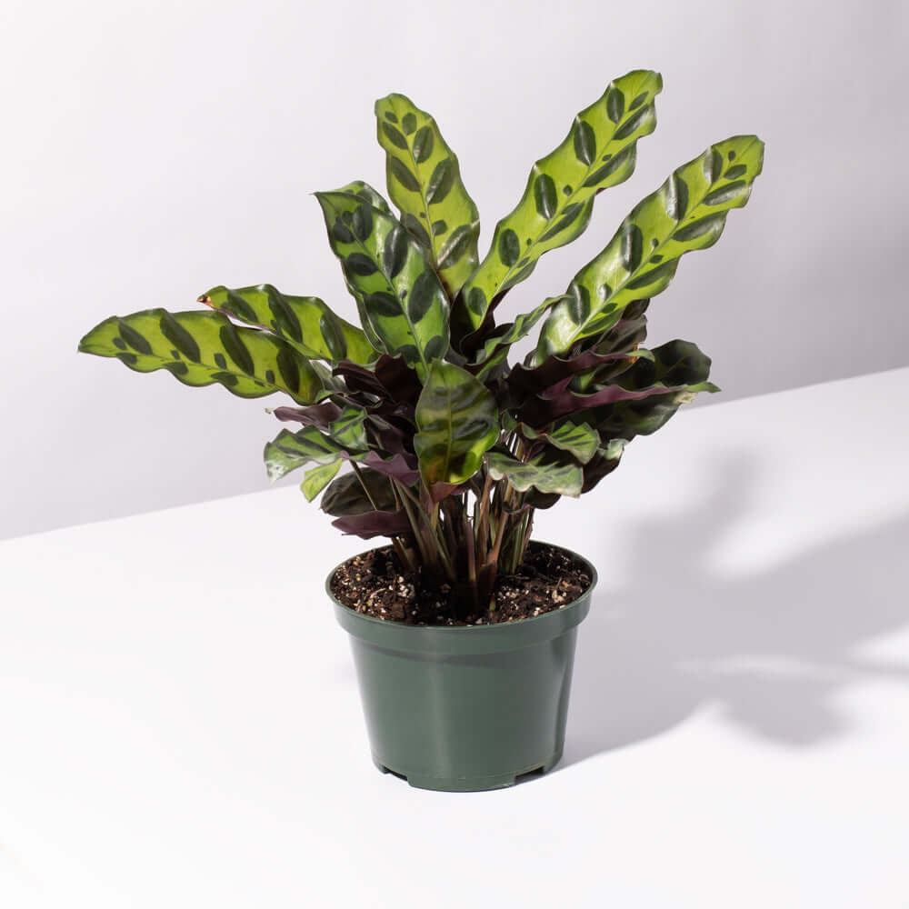 Calathea Rattlesnake Lancifolia Prayer Plant Verdant Lyfe