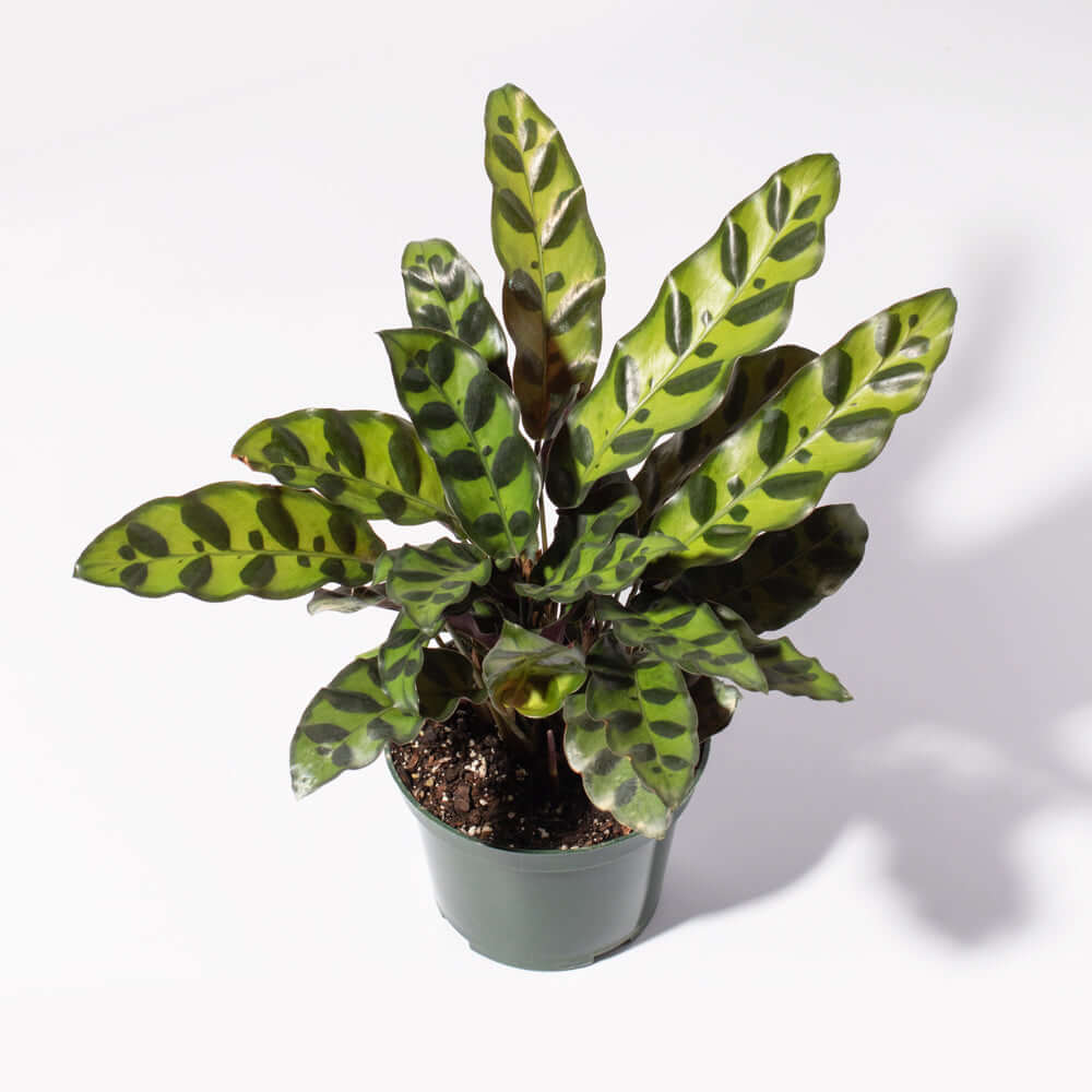 Calathea Rattlesnake Lancifolia Prayer Plant Verdant Lyfe