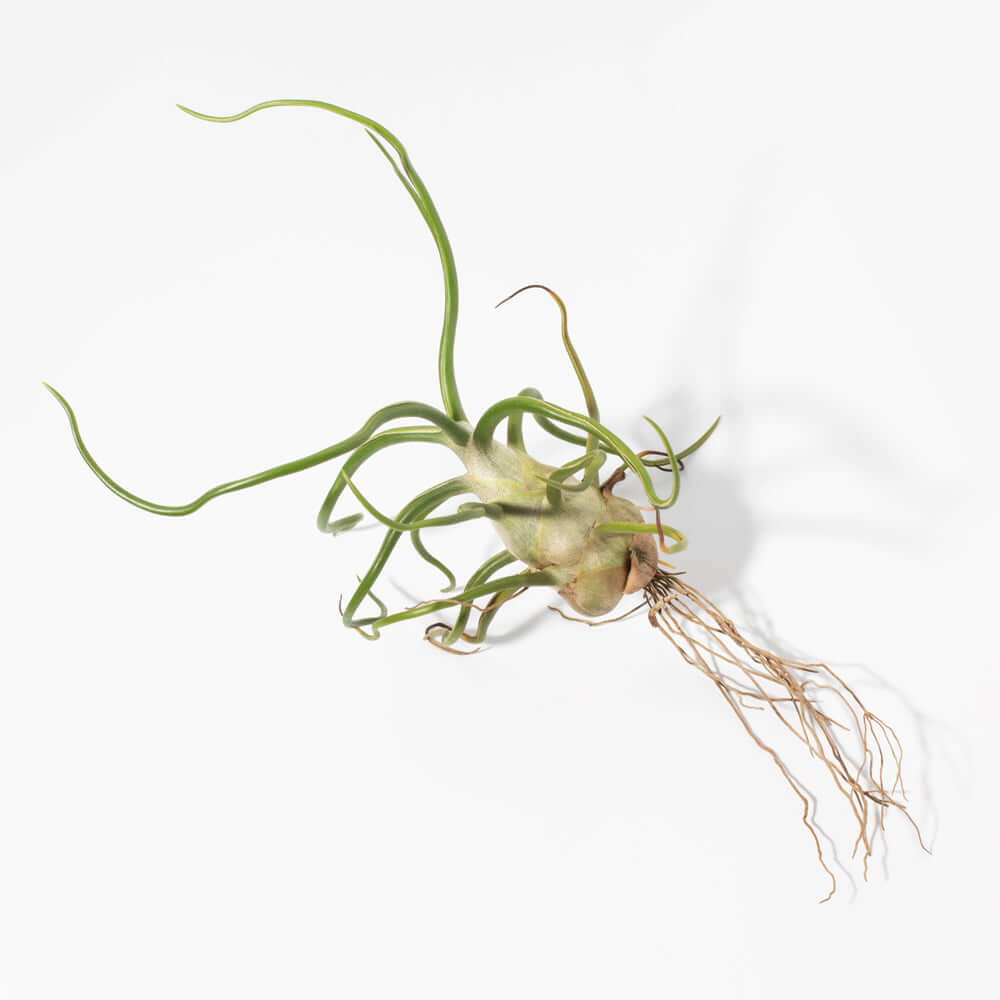 Air Plant Bulbosa Tillandsia - Bulb Shaped Airplant Verdant Lyfe full view
