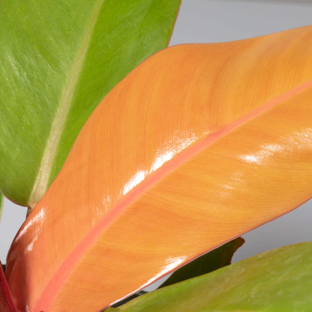 “Prince of Orange Plant” Philodendron Houseplant Verdant Lyfe