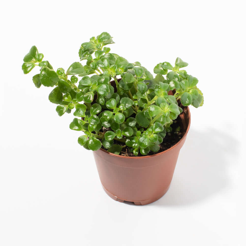 Green Waxy Baby Tears Trailing Pet-Safe Plant Soleirolia Soleirolii Verdant Lyfe