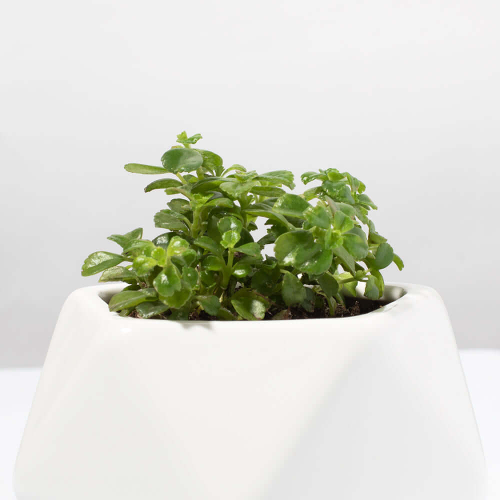 Green Waxy Baby Tears Trailing Pet-Safe Plant Soleirolia Soleirolii Verdant Lyfe