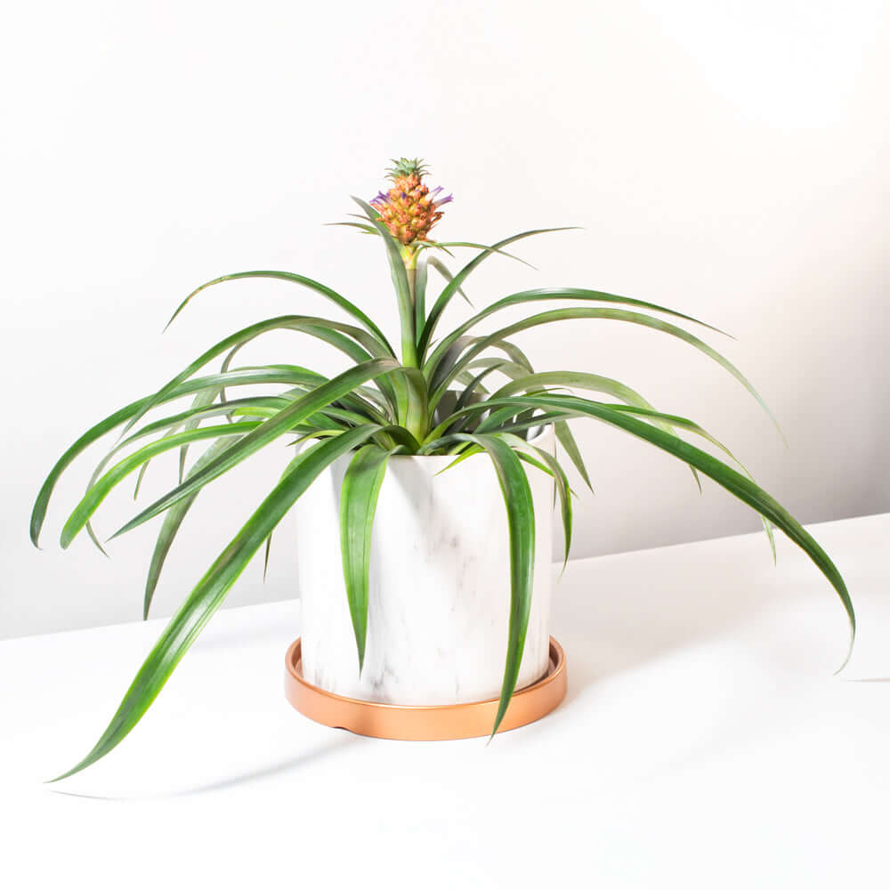 Mini Pineapple Plant 'Tiny Treasure' Ananas 'nanus' Ornamental Verdant Lyfe