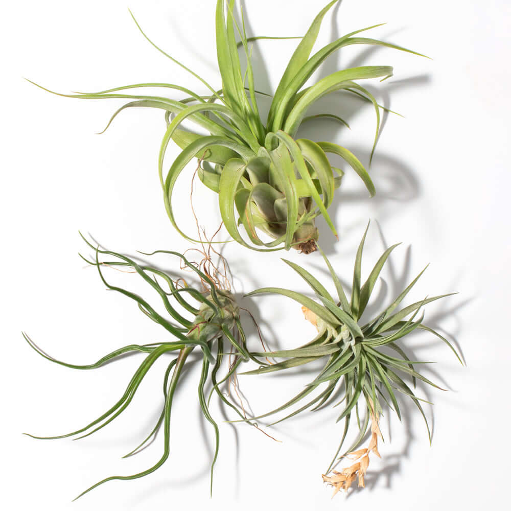 Tillandsia Grower's Choice Air Plant 3 Pack Bundle Verdant Lyfe