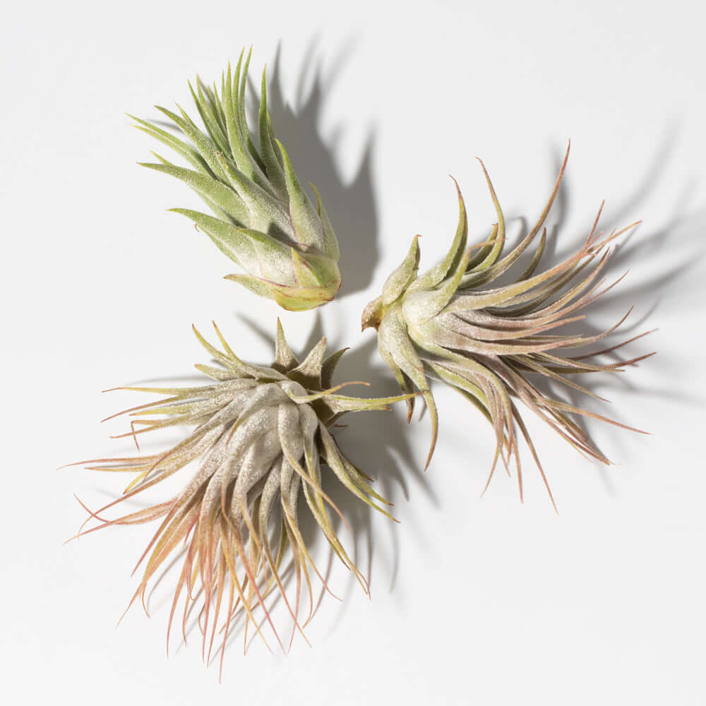 Tillandsia Grower's Choice Air Plant 3 Pack Bundle Verdant Lyfe