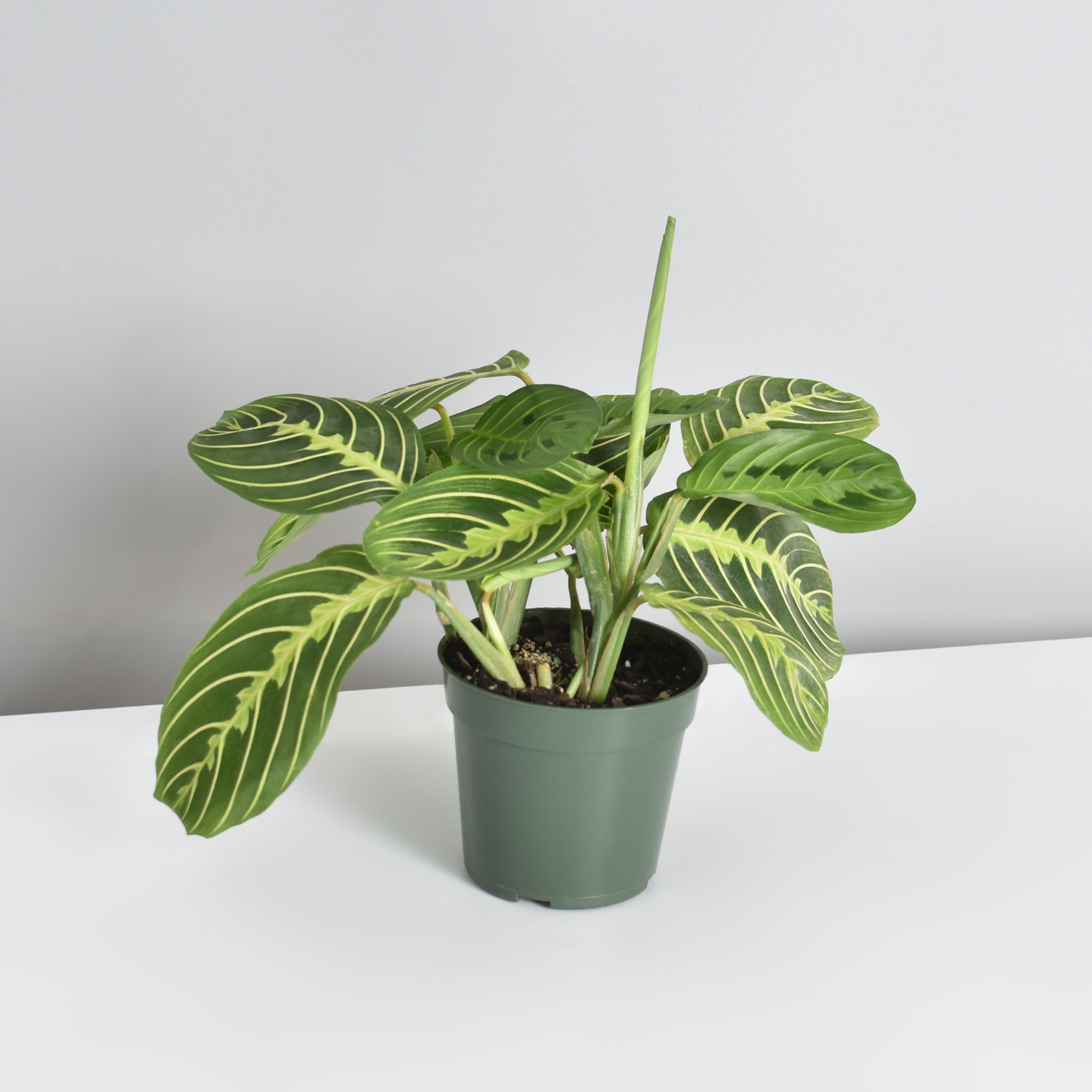 Calathea Maranta Lemon Lime Prayer Plant