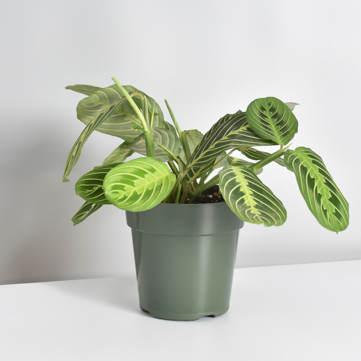 Calathea Maranta Lemon Lime Prayer Plant