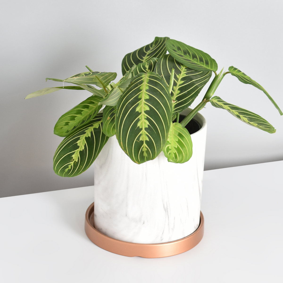 Calathea Maranta Lemon Lime Prayer Plant