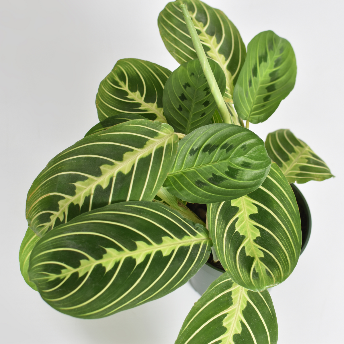 Calathea Maranta Lemon Lime Prayer Plant