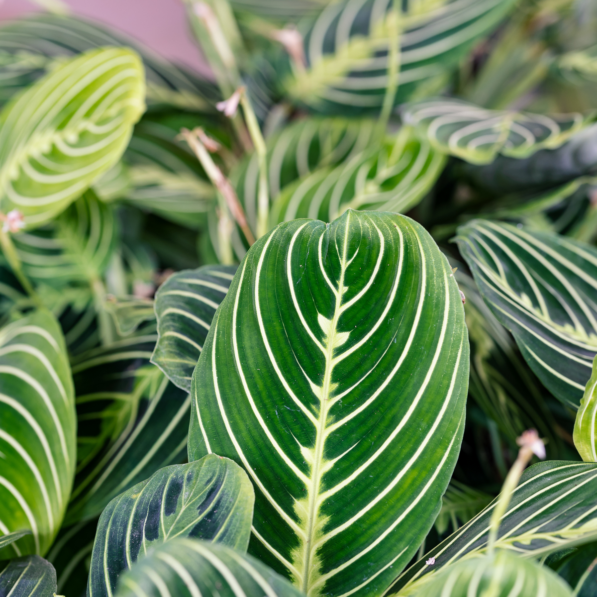 Calathea Maranta Lemon Lime Prayer Plant
